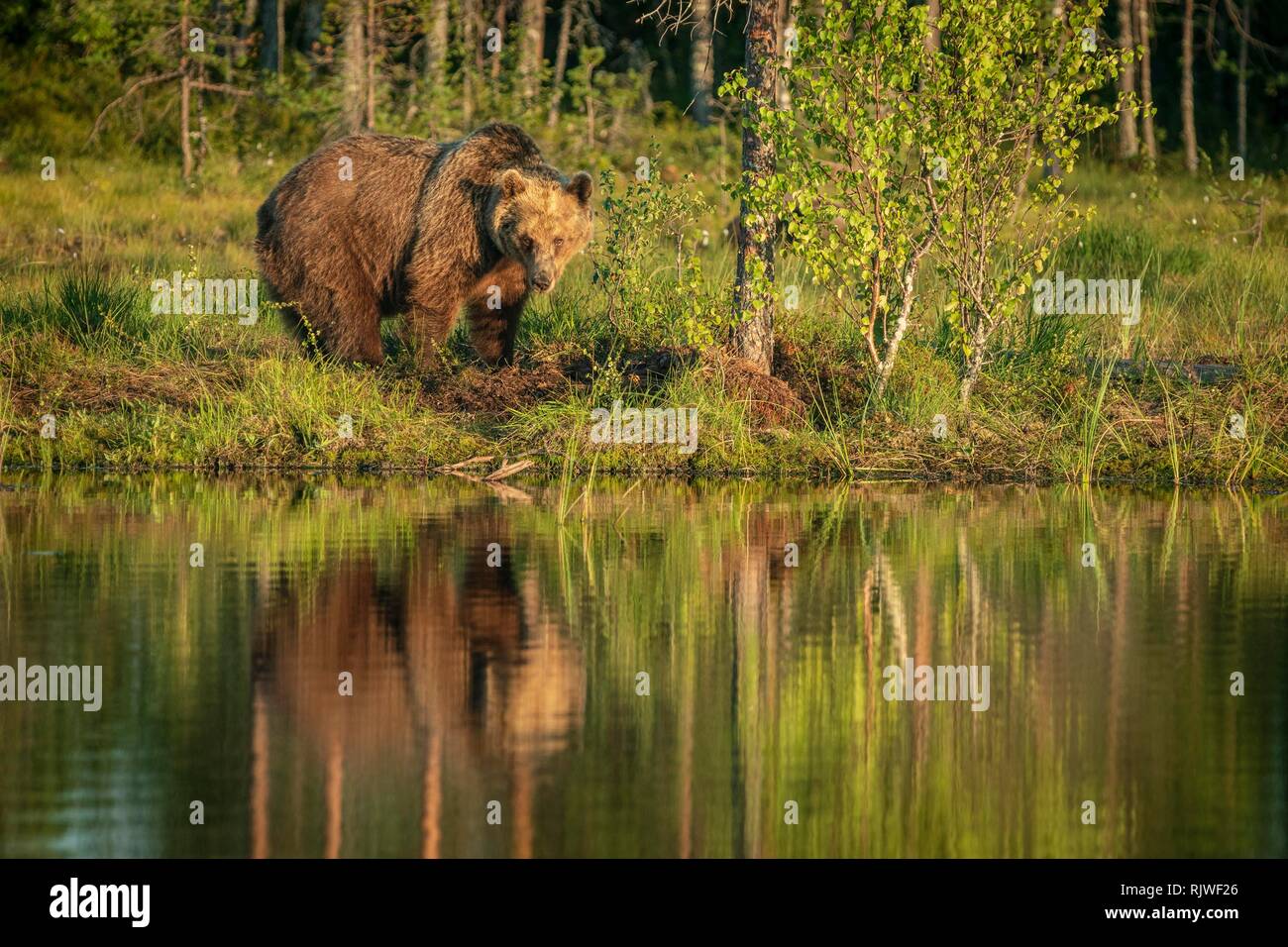 European brown bear (Ursus arctos) standing on the lake shore, reflected in the lake, Suomussalmi, Kainuu, Finland Stock Photo