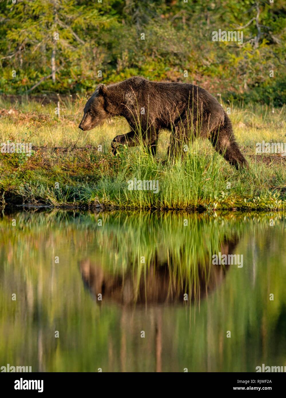 European brown bear (Ursus arctos) walking on the lake shore, reflected in the lake, Suomussalmi, Kainuu, Finland Stock Photo