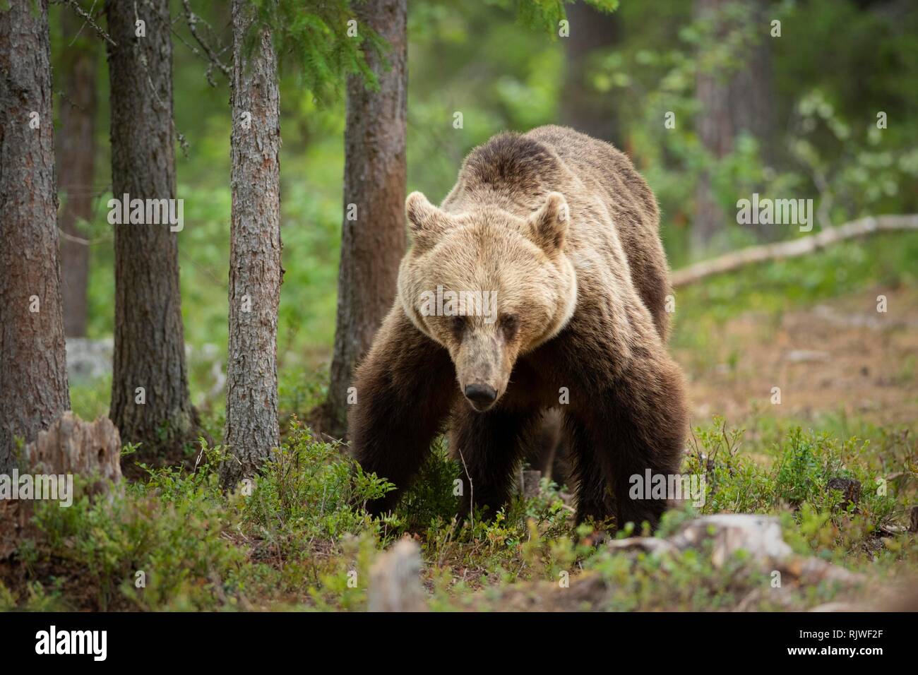 European brown bear (Ursus arctos arctos) in the forest, Suomussalmi, Kainuu, Finland Stock Photo