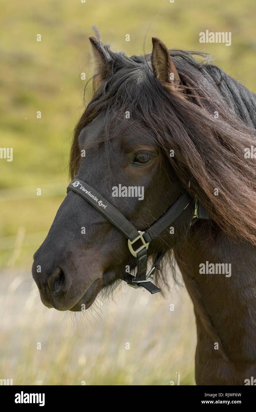 Black Icelandic horse (Equus islandicus), animal portrait, Northurland vestra, Iceland Stock Photo