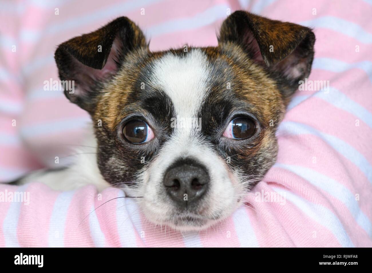Little Chihuahua Dog, animal portrait, Germany Stock Photo