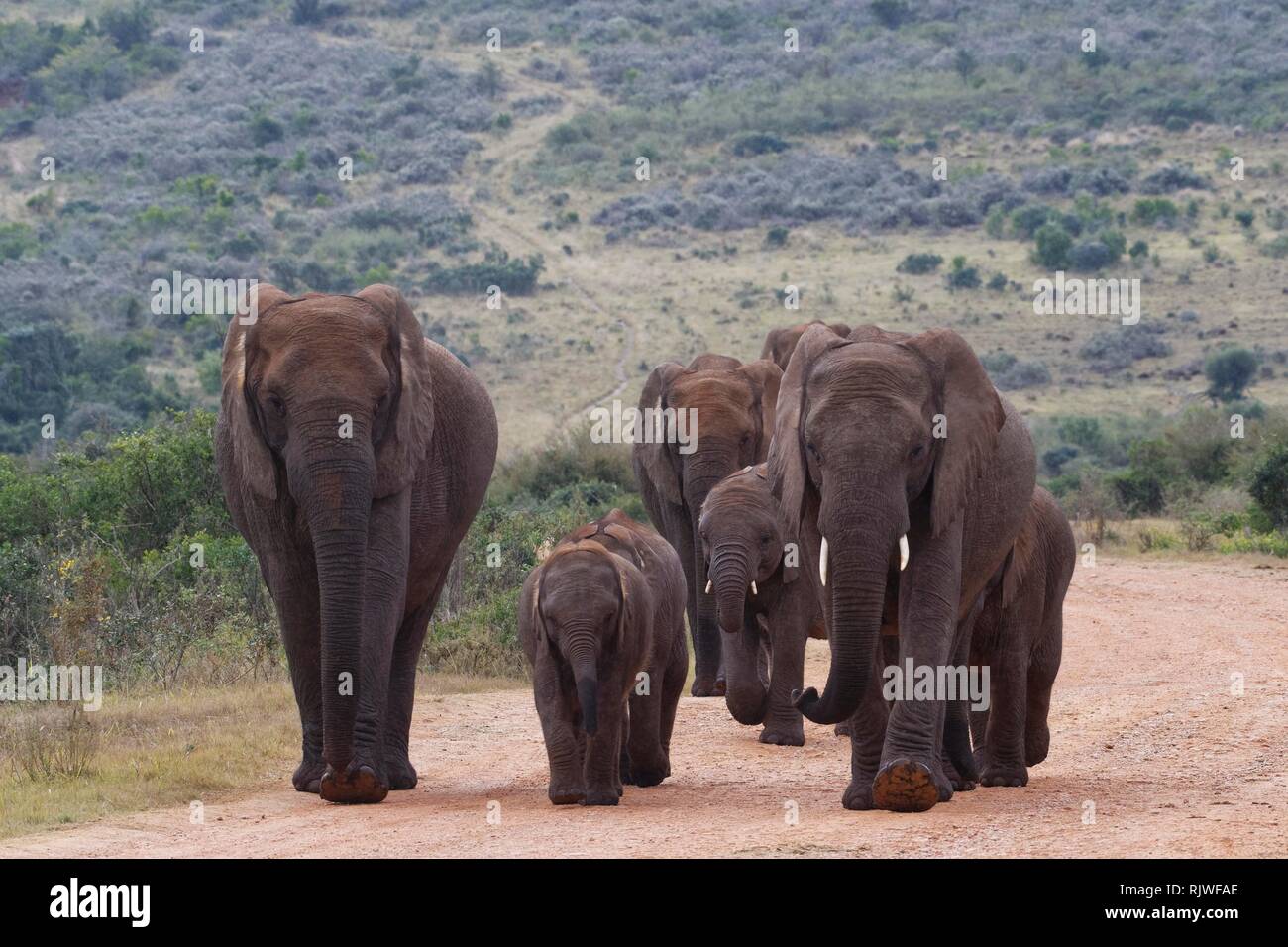 African bush elephants (Loxodonta africana), herd with calves walking on a dirt road, Addo Elephant National Park, Eastern Cape Stock Photo