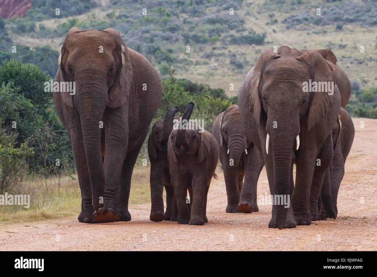 African bush elephants (Loxodonta africana), herd with calves walking on a dirt road, Addo Elephant National Park, Eastern Cape Stock Photo