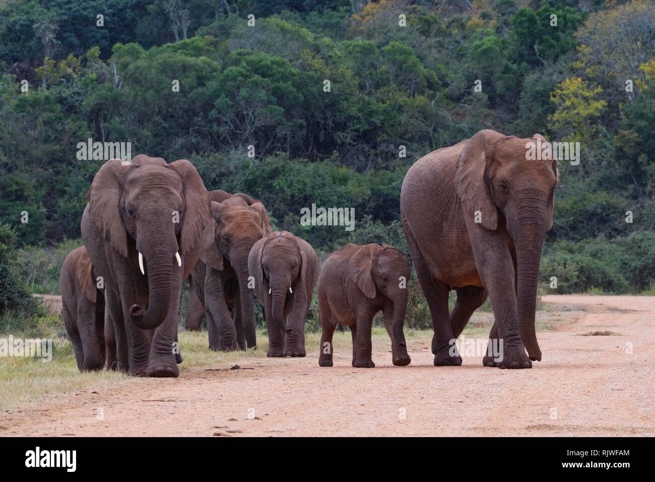 African bush elephants (Loxodonta africana), walking herd with calves crossing a dirt road, Addo Elephant National Park Stock Photo
