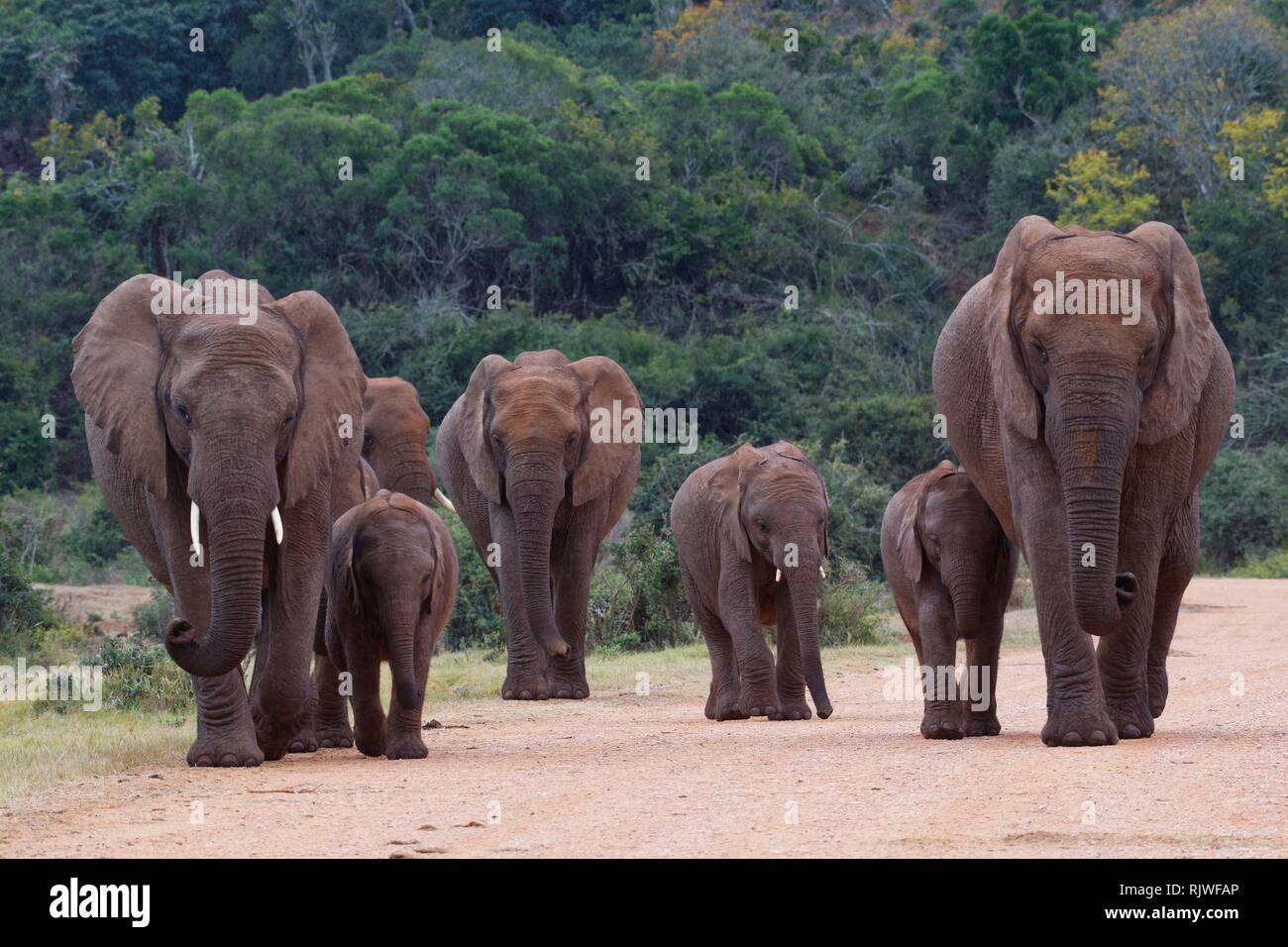African bush elephants (Loxodonta africana), walking herd with calves crossing a dirt road, Addo Elephant National Park Stock Photo