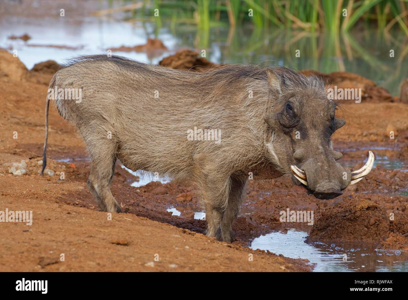 Common warthog (Phacochoerus africanus), adult male, at a waterhole, alert, Addo Elephant National Park, Eastern Cape Stock Photo