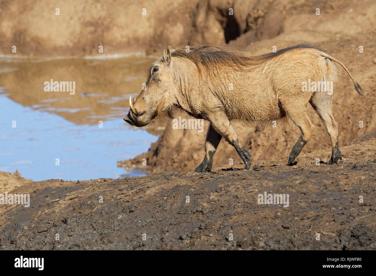 Common warthog (Phacochoerus africanus), adult, walking at a waterhole, Addo Elephant National Park, Eastern Cape, South Africa Stock Photo