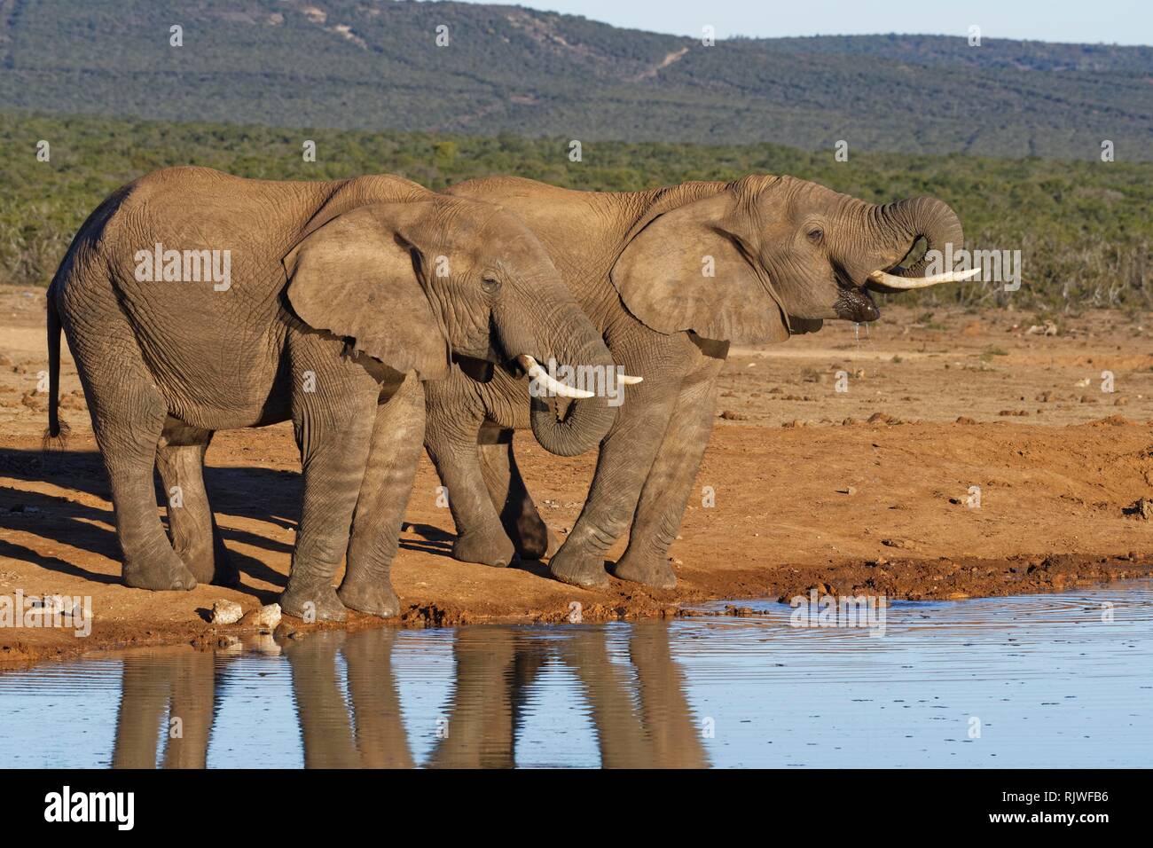African bush elephants (Loxodonta africana), two adult males drinking at a waterhole, Addo Elephant National Park, Eastern Cape Stock Photo