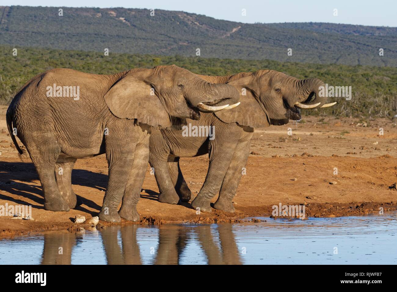 African bush elephants (Loxodonta africana), two adult males drinking at a waterhole, Addo Elephant National Park, Eastern Cape Stock Photo