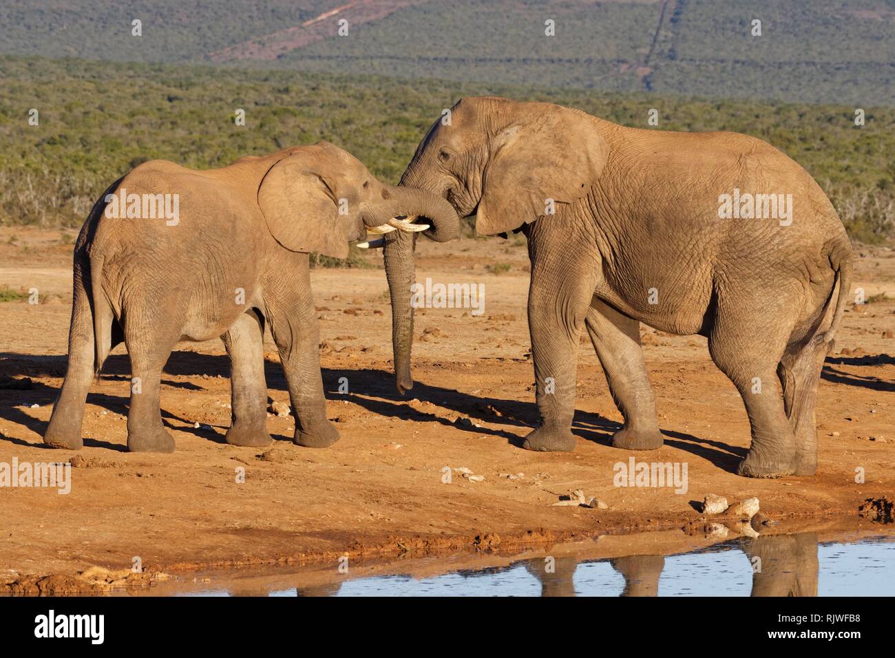 African bush elephants (Loxodonta africana), two males playing, at a waterhole, Addo Elephant National Park, Eastern Cape Stock Photo