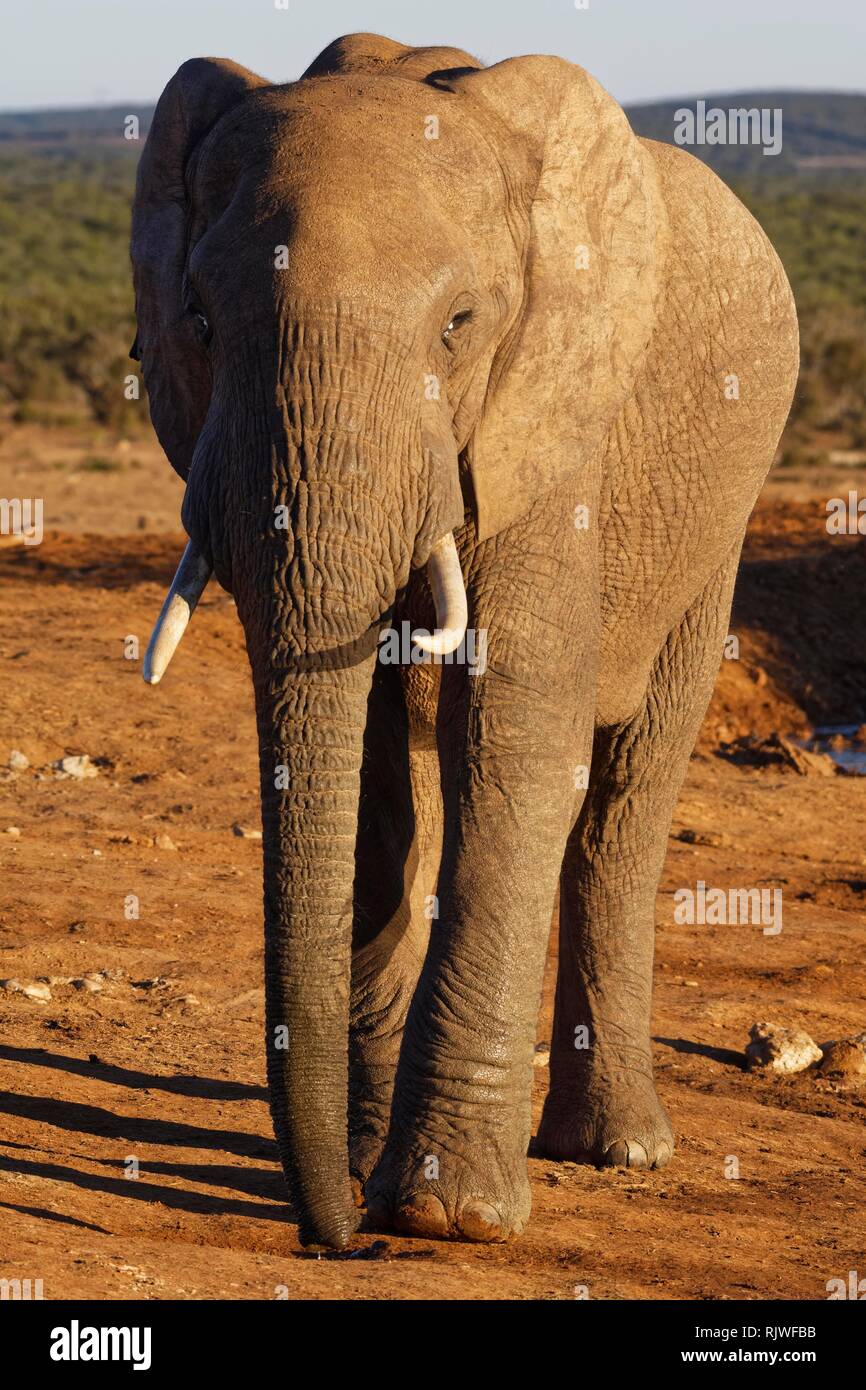 African bush elephant (Loxodonta africana), adult male, drinking water from a puddle, Addo Elephant National Park, Eastern Cape Stock Photo