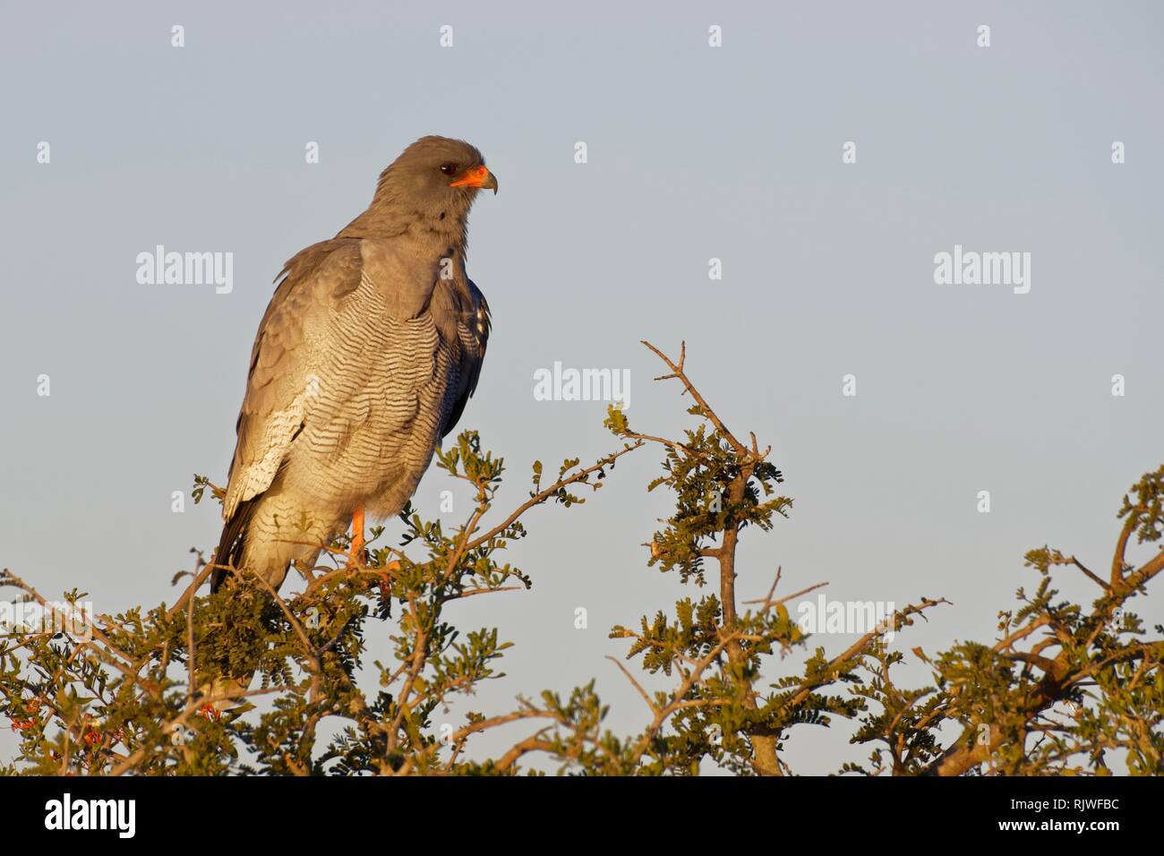 Pale chanting goshawk (Melierax canorus), adult, on the top of a tree, looking for prey, Addo Elephant National Park Stock Photo