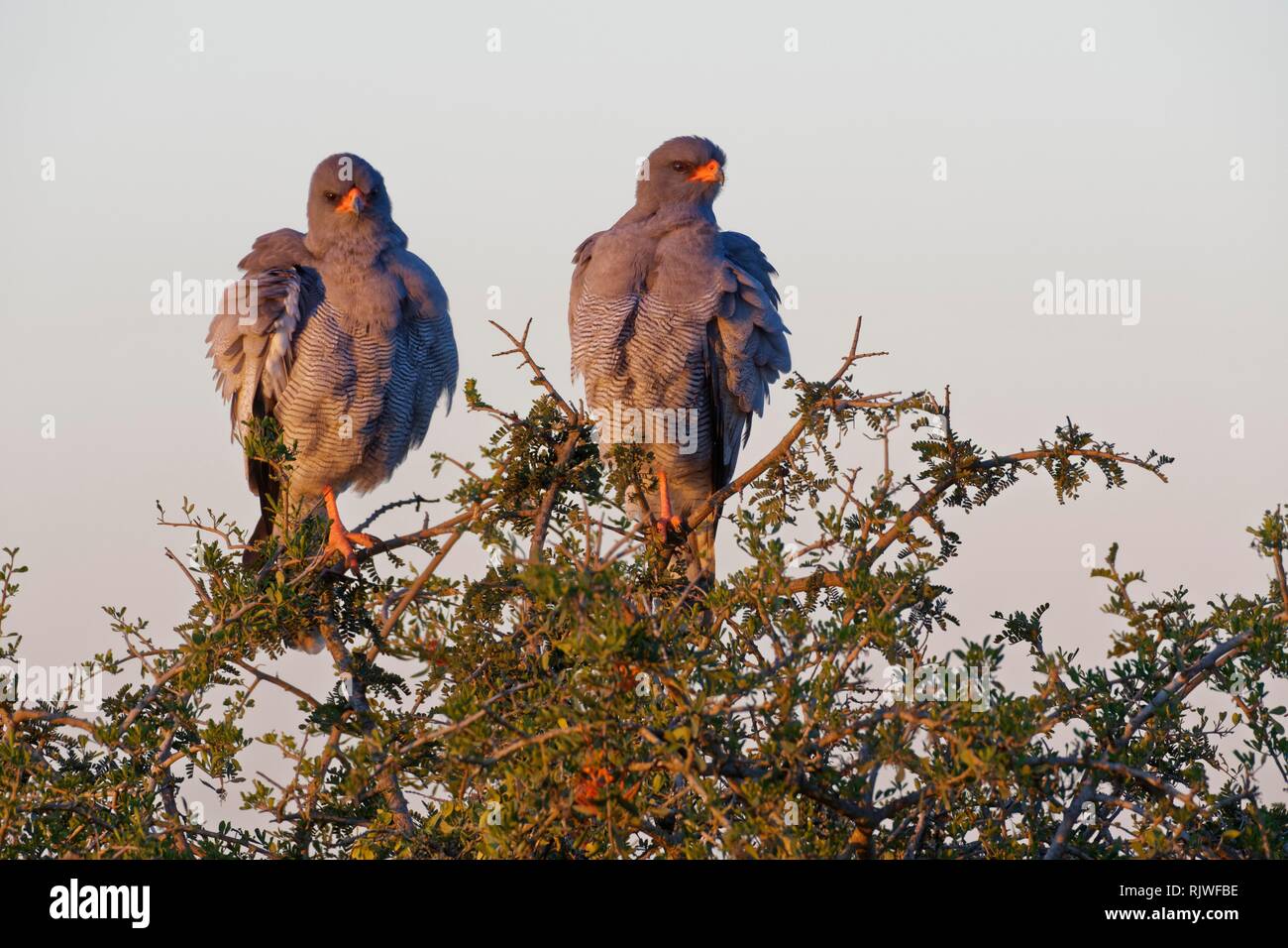 Pale chanting goshawks (Melierax canorus), two adults, on the top of a tree, looking for prey, Addo Elephant National Park Stock Photo