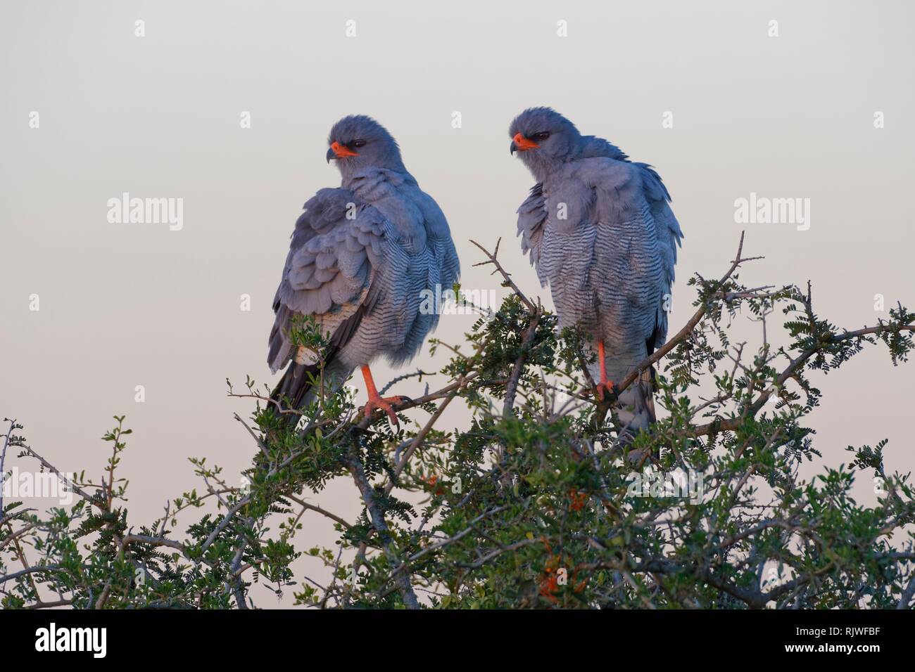 Pale chanting goshawks (Melierax canorus), two adults, on the top of a tree, looking for prey, Addo Elephant National Park Stock Photo