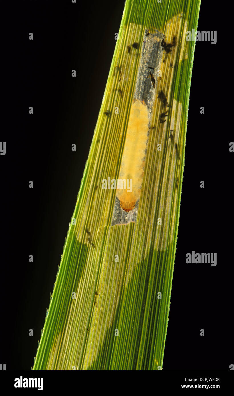 Paddy hispa (Dicladispa armigera) larva exposed in leaf mine in rice, Thailand Stock Photo