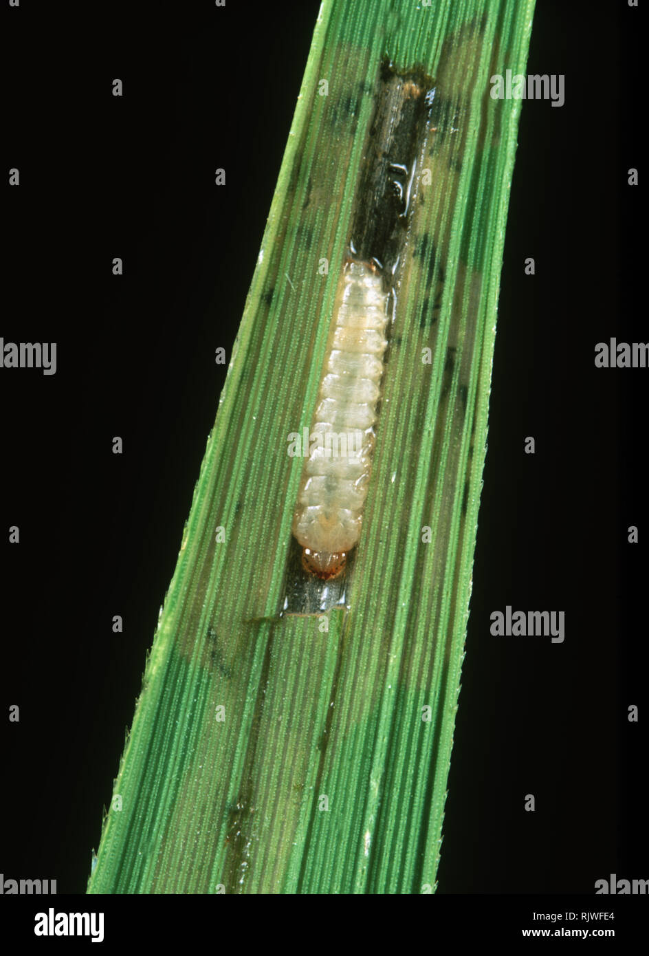 Paddy hispa (Dicladispa armigera) larva exposed in leaf mine in rice, Thailand Stock Photo