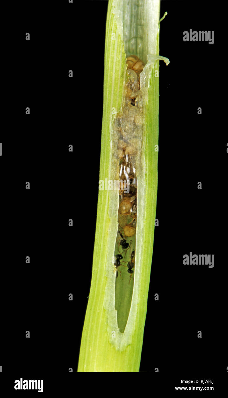 Parasitoid wasps hatched in damage created by Asian rice gall midge, Orseolia oryzae, in a rice stem, Thailand Stock Photo