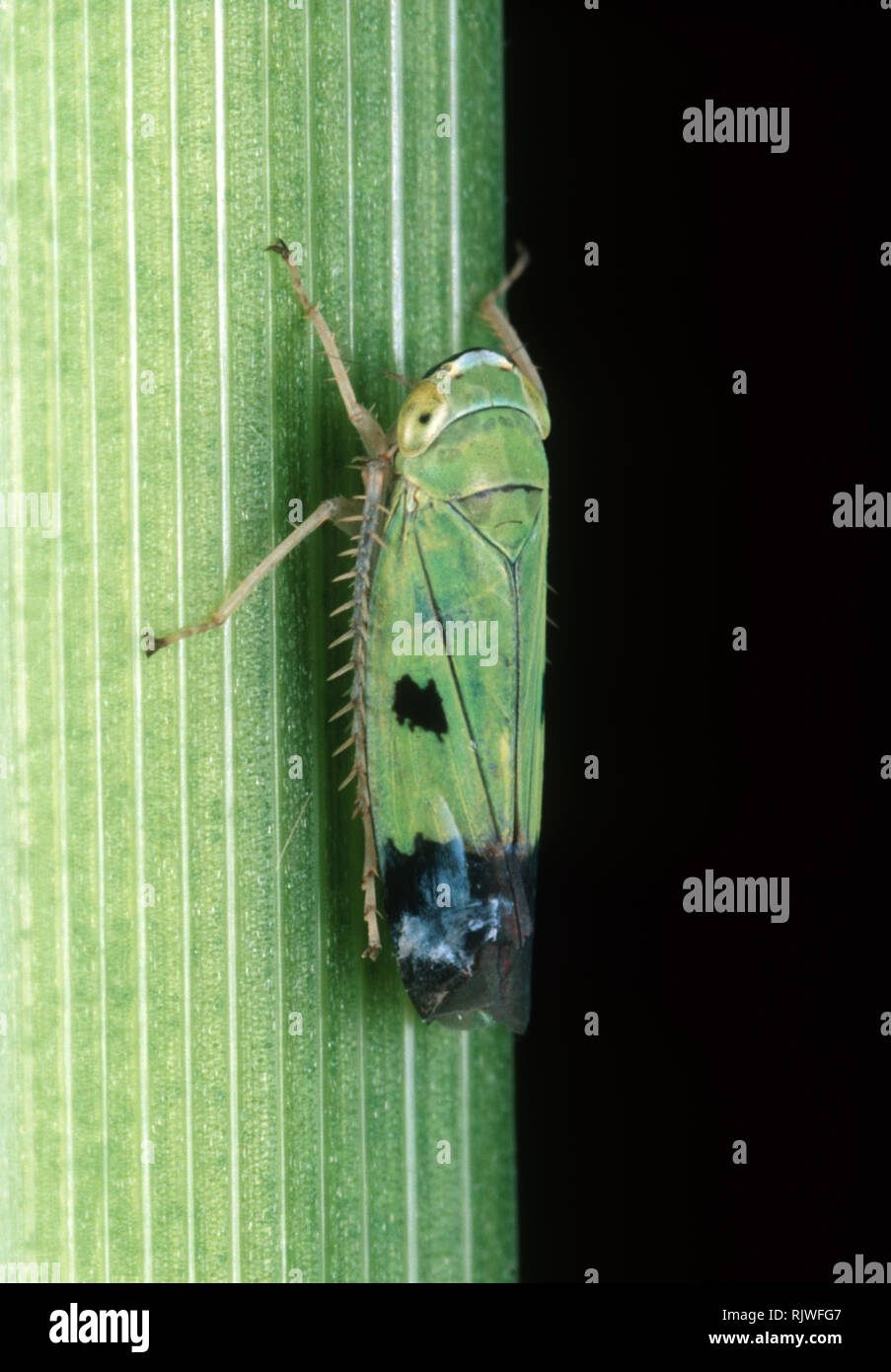 Nymph of a green paddy rice leafhopper (Nephotettix virescens) pest and disease vector of rice on a rice leaf, Philippines Stock Photo