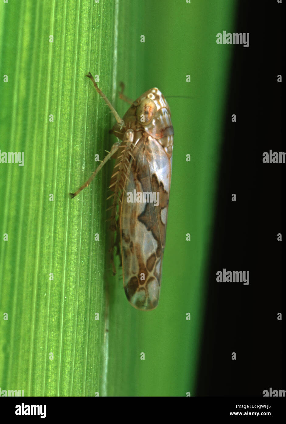 Zigzag rice leafhopper (Recilia dorsalis) adult plant hopper pest on rice leaf, Luzon, Philippines Stock Photo