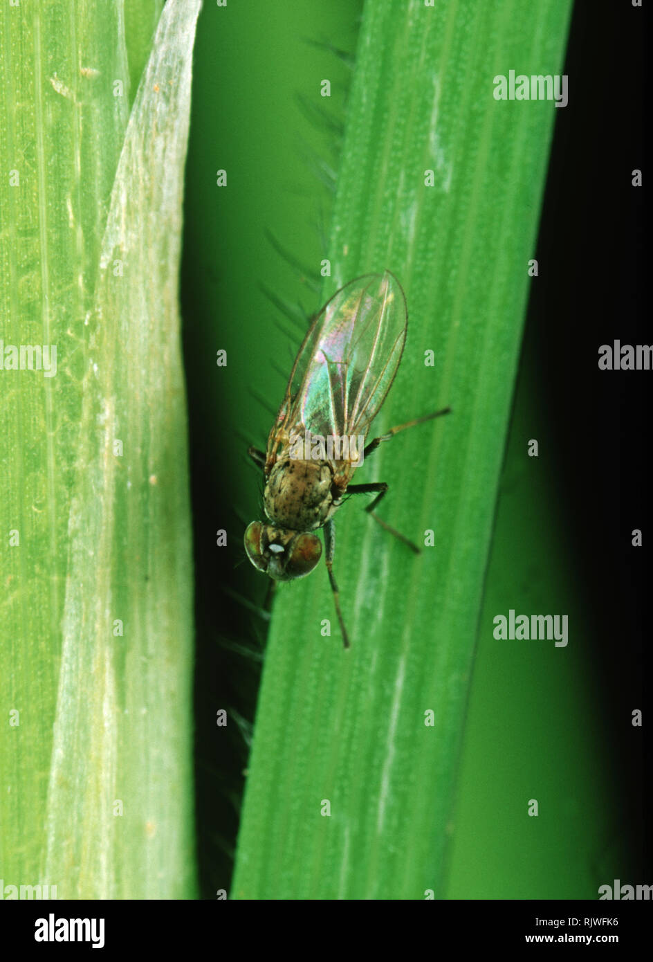 Whorl maggot (Hydrellia philippina) adult pest fly on a rice leaf, Luzon, Philippines Stock