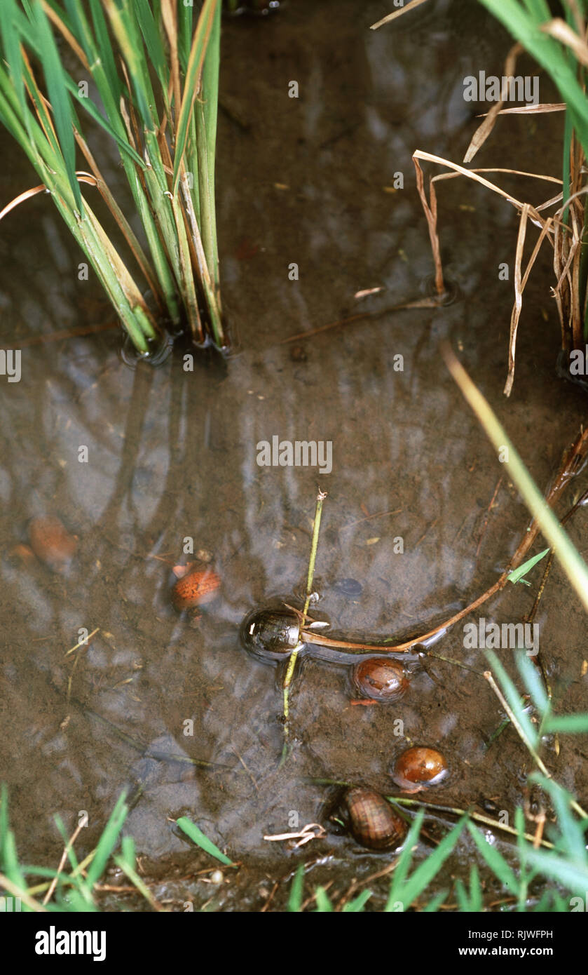 Golden Or Channeled Apple Snails Pomacea Caniculata Introduced Eible And Pest Snails In A Rice Paddy Luzon Philippines Stock Photo Alamy