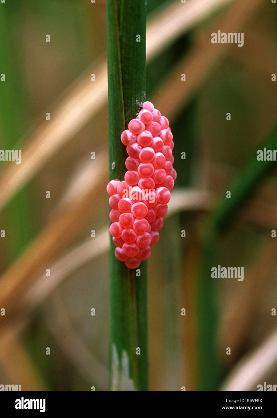 Eggs of golden apple snail or channelled apple snail, Pomacea caniculata, in a rice paddy, Luzon, Philippines Stock Photo