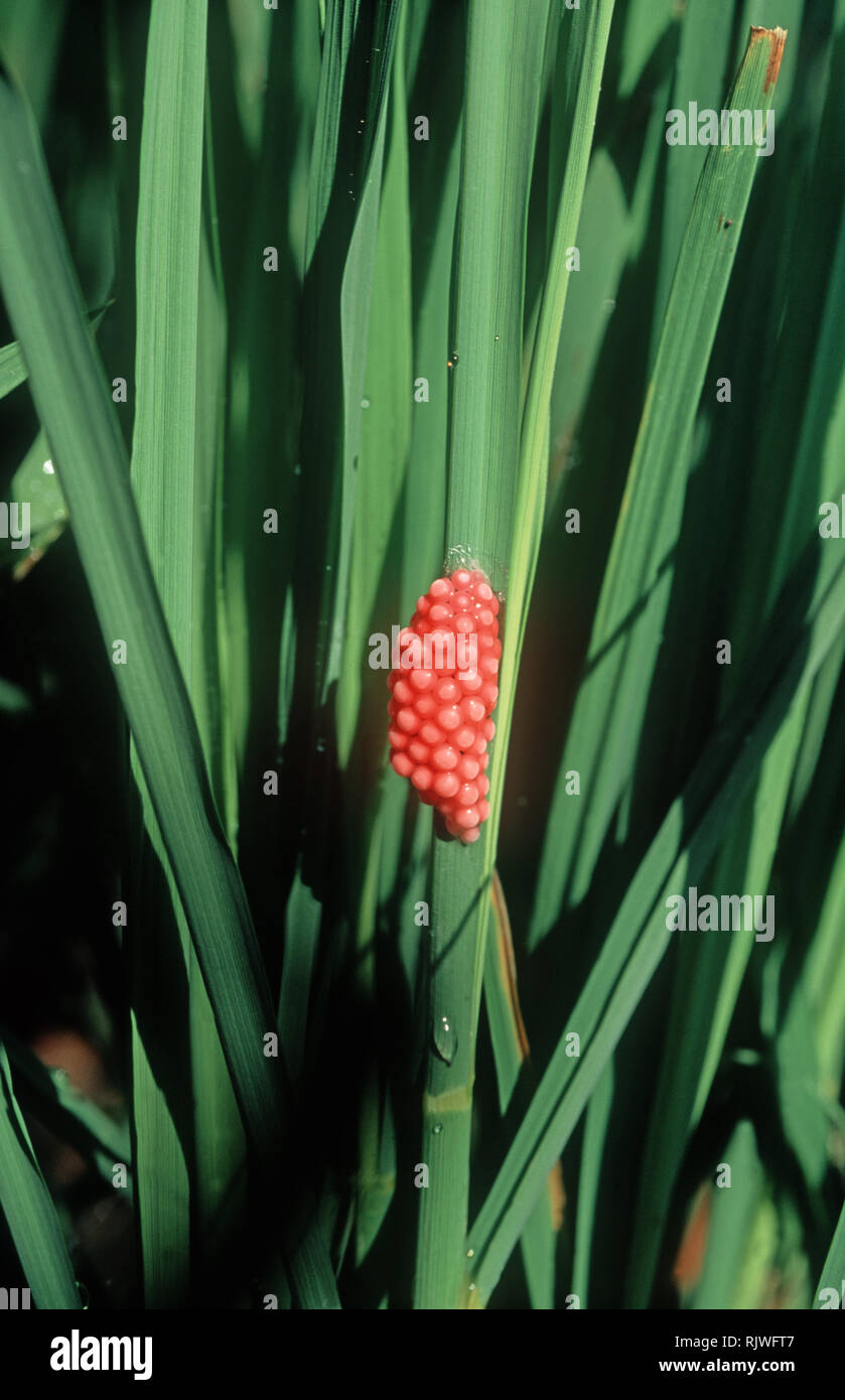 Eggs of golden apple snail or channelled apple snail, Pomacea caniculata, in a rice paddy, Luzon, Philippines Stock Photo