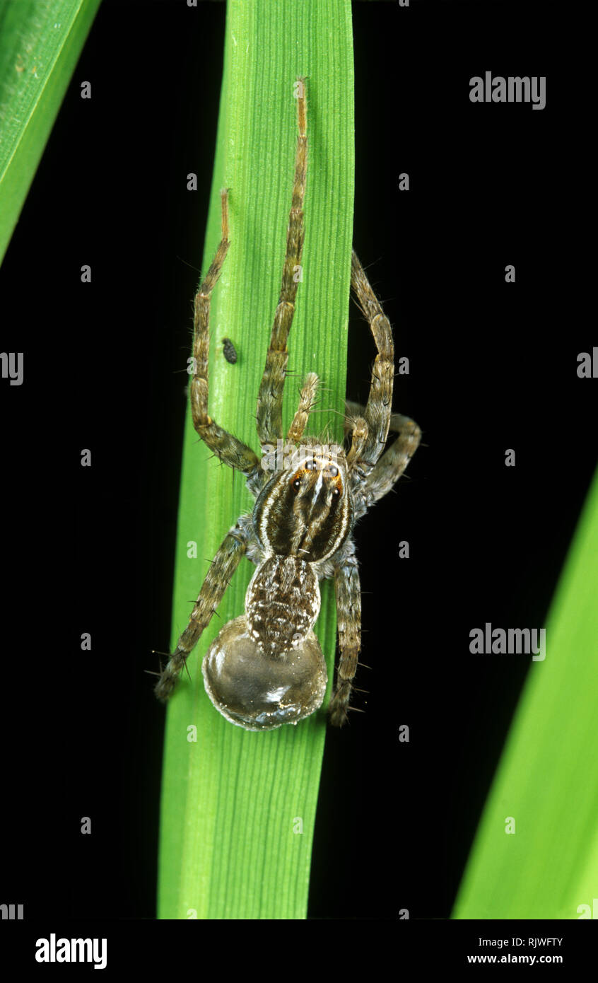 Wolf spider (Lycosa pseudoannulata) female with egg case a predator in