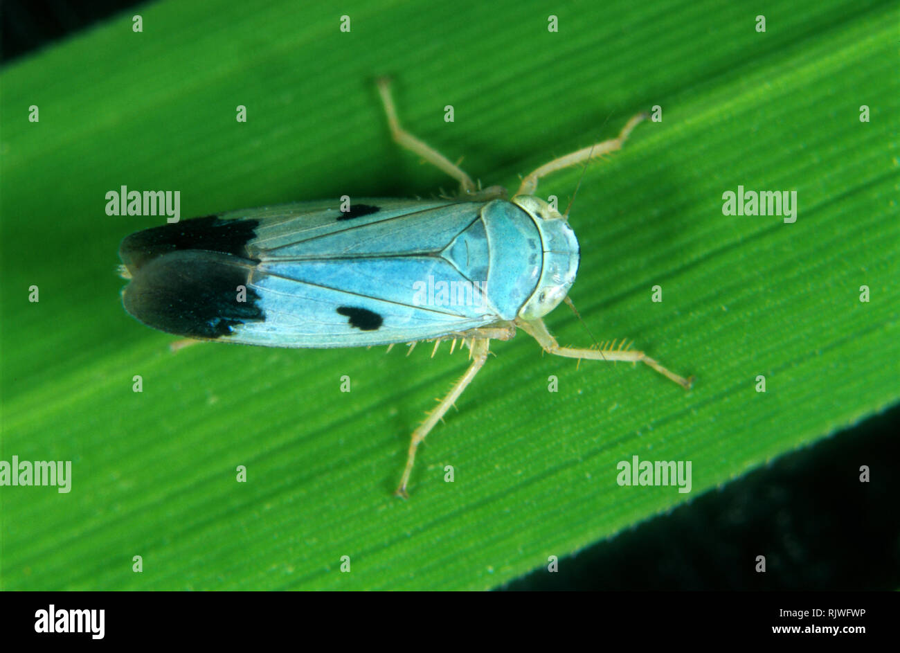 Blue colour variation of a green paddy leafhopper, Nephotettix virescens, a biotype of this pest species Stock Photo