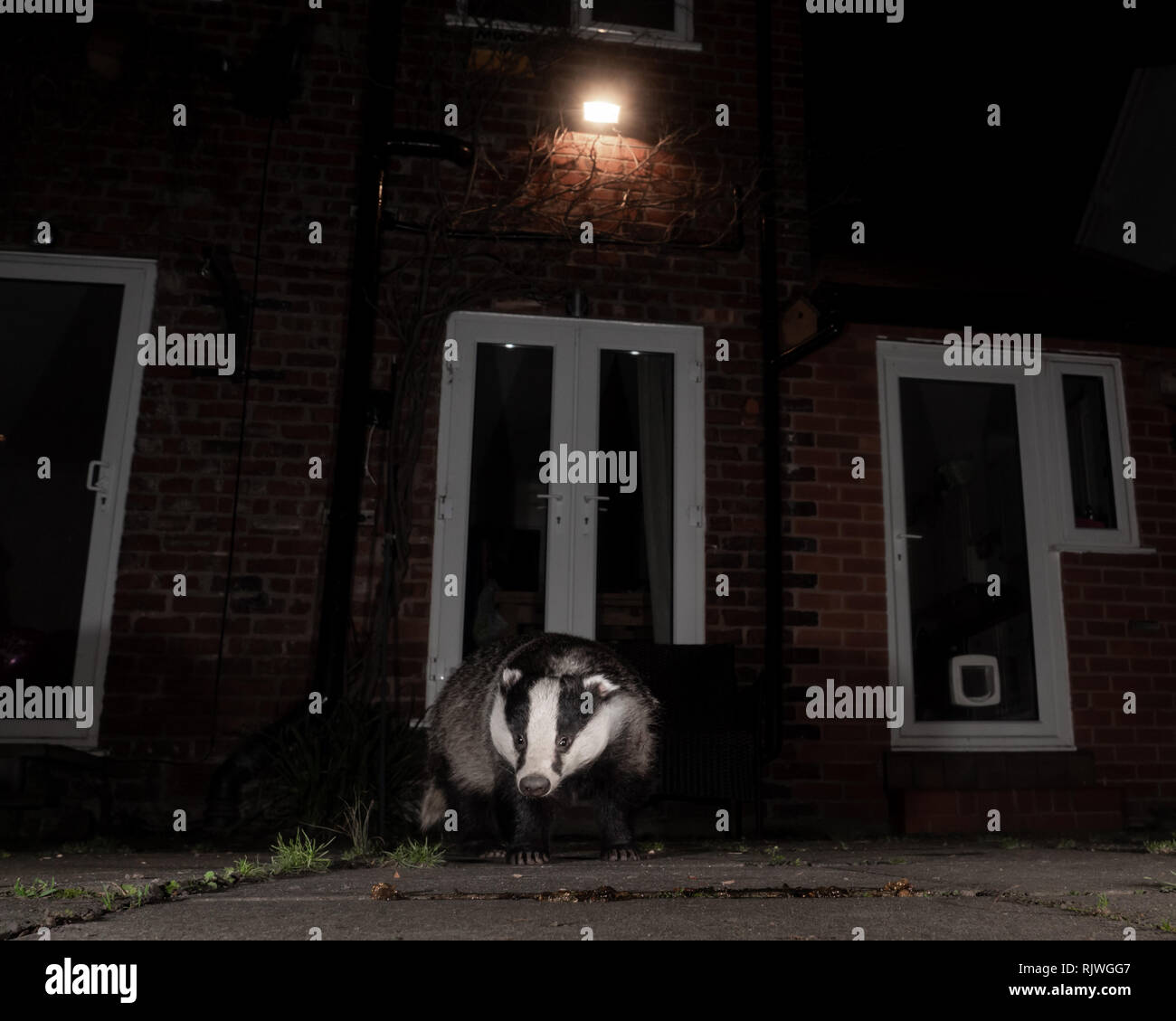 Badger (Meles melts) visiting garden at night, in sub-urban Cheshire Village. Stock Photo