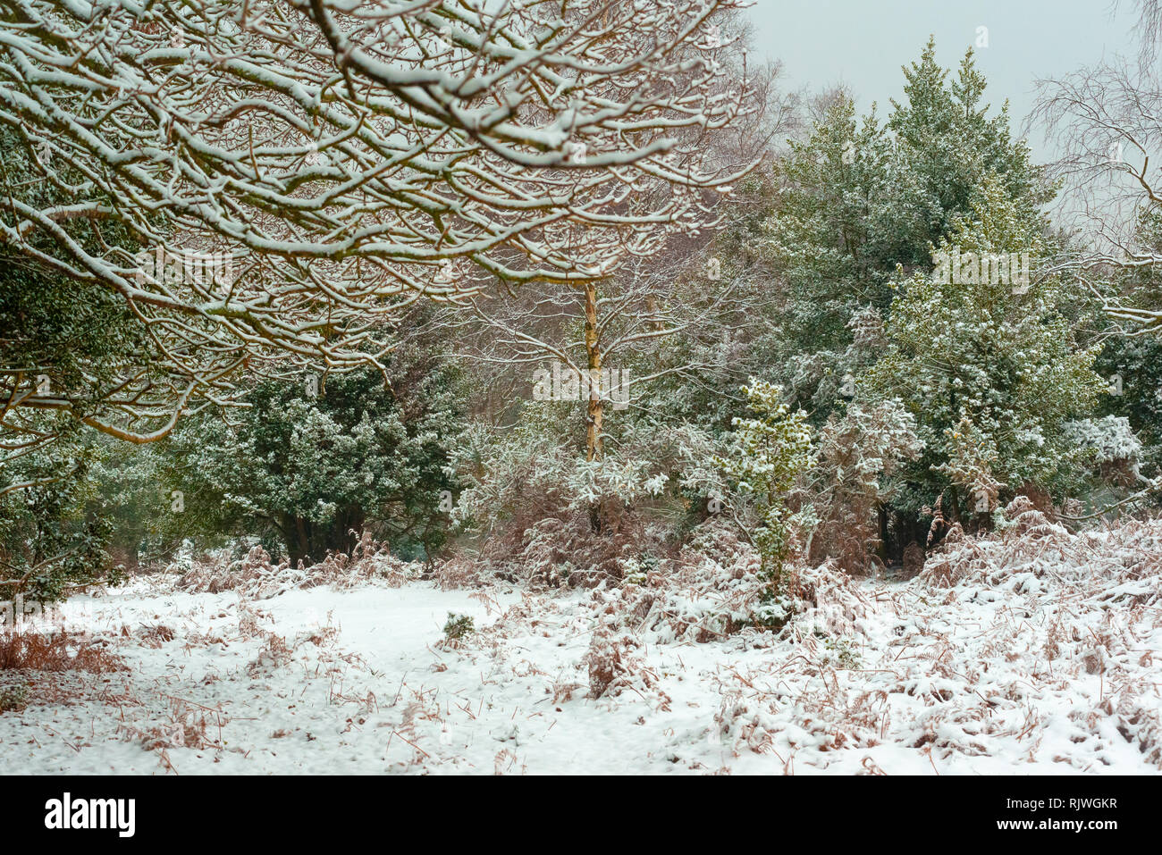 Snowy forest scene with a green tint. Stock Photo