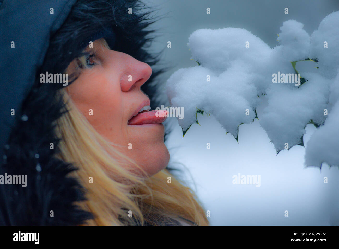 Woman with blond hair and a fur lined coat hoot touching snow with the tip of her tongue. Stock Photo