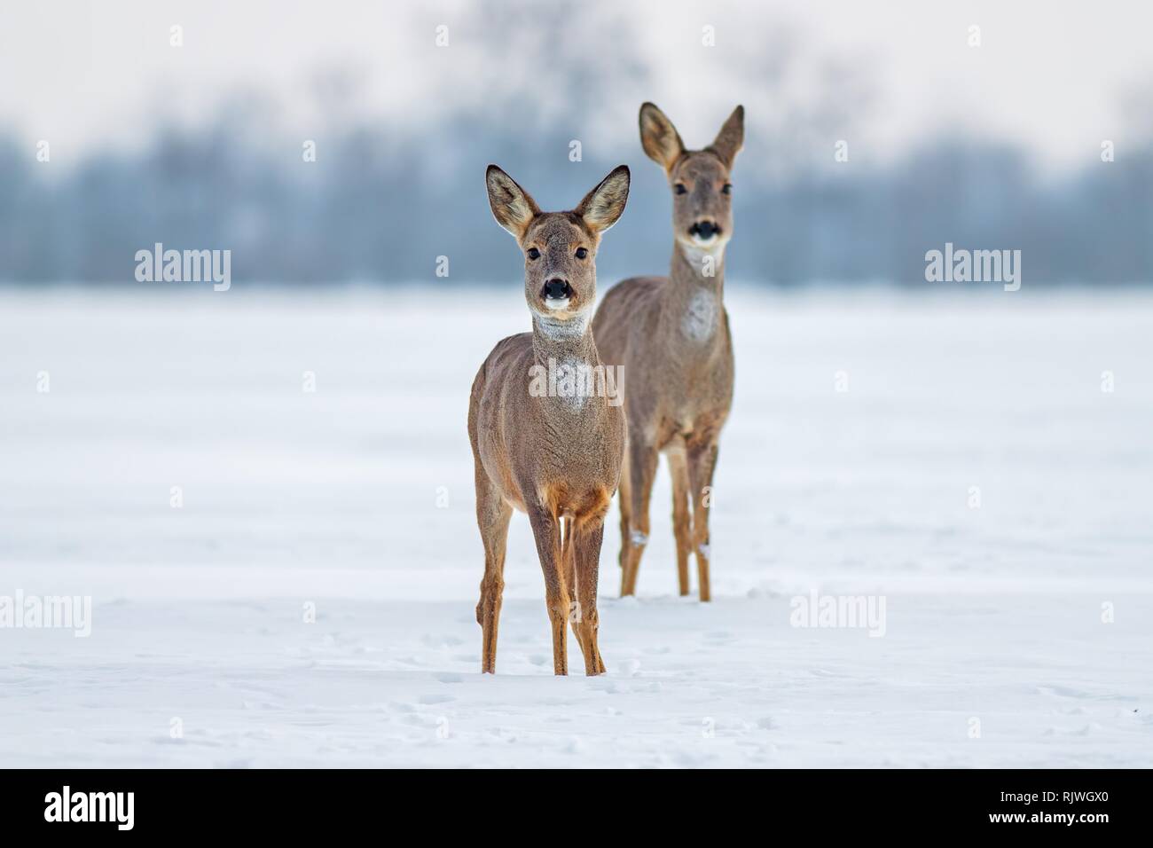 Two roe deer in winter Stock Photo