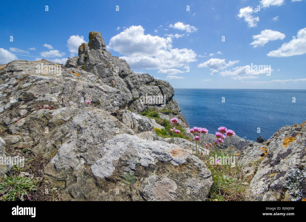 Clifftop flowers hires stock photography and images Alamy