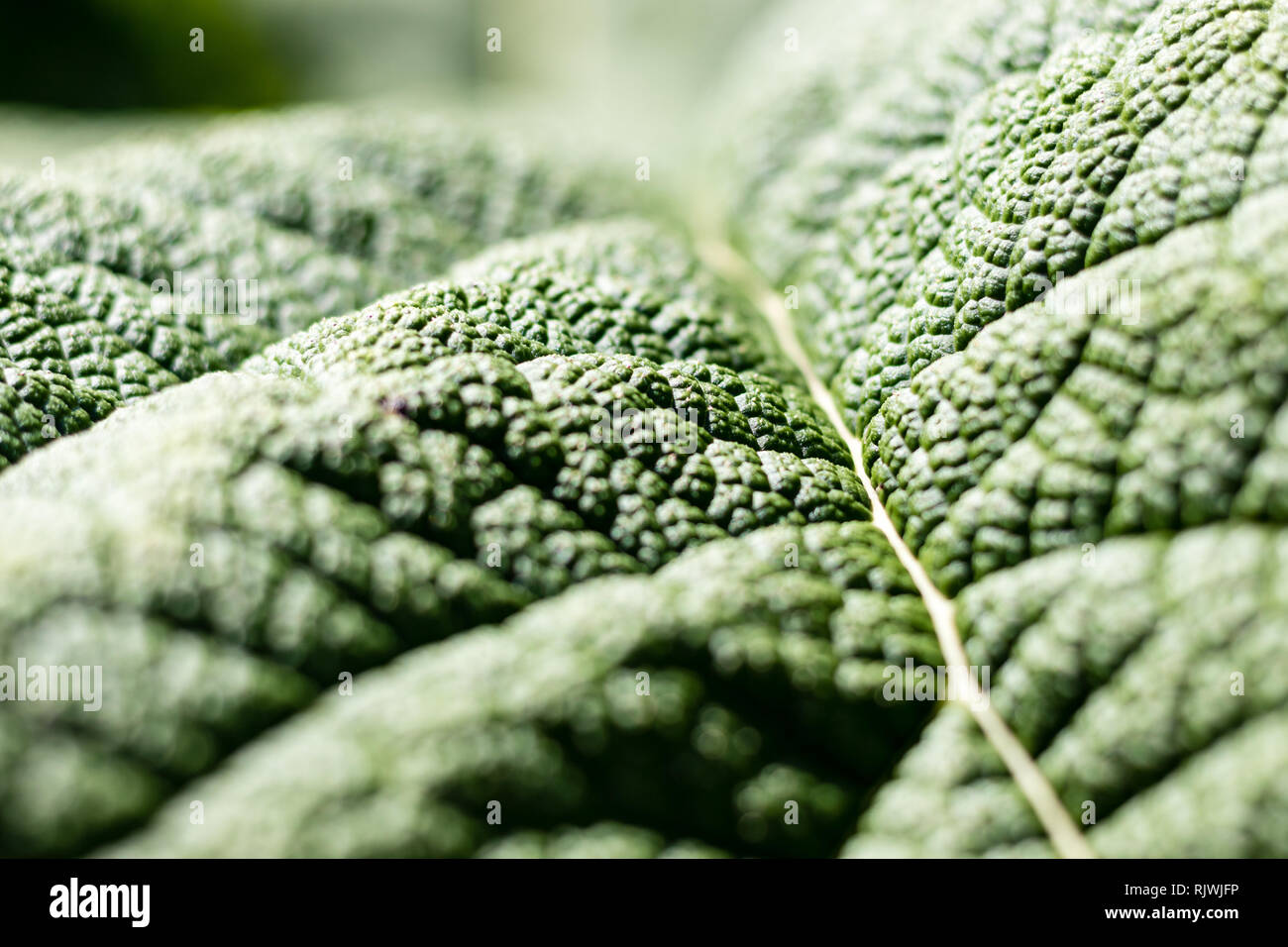 Textured green leaf hi-res stock photography and images - Alamy