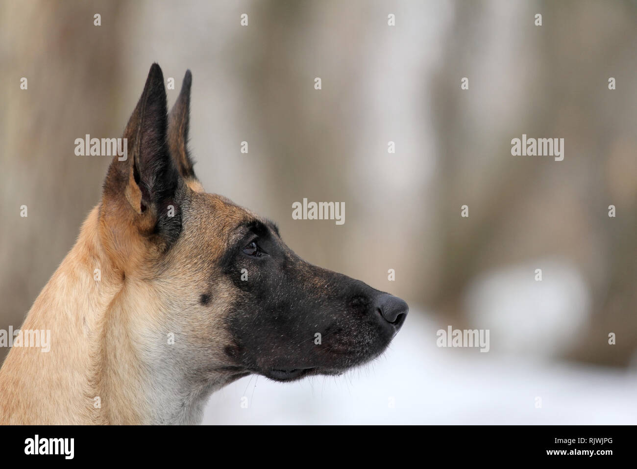 Belgian Shepherd Malinois Dog Stock Photo