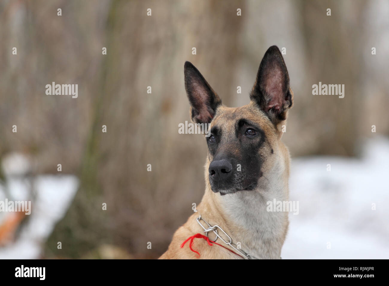 Belgian Shepherd Malinois Dog Stock Photo