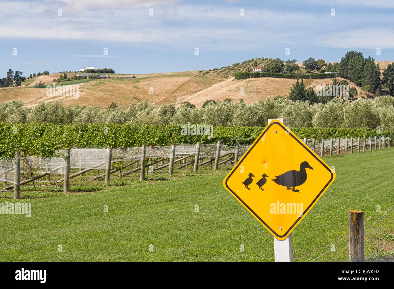 Road sign in New Zealand warning of ducks crossing Stock Photo