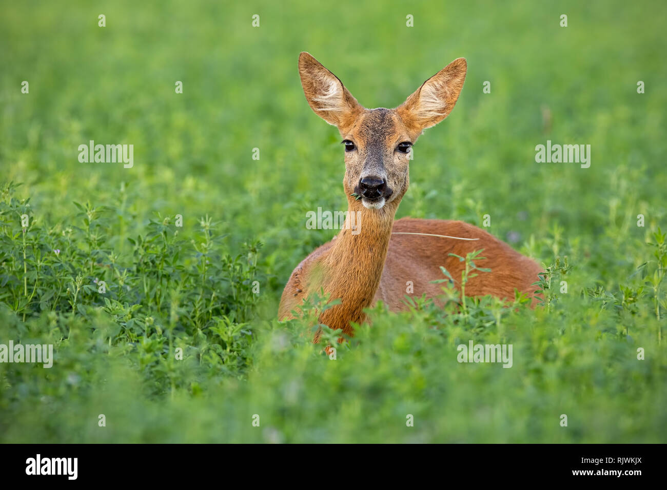 Roe deer doe standing out on clover field in summer Stock Photo