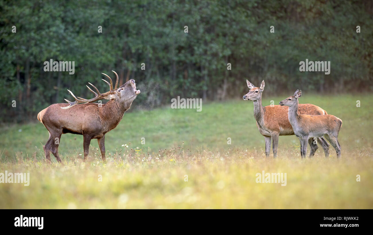 Red deer herd in rutting season with stag bellowing Stock Photo