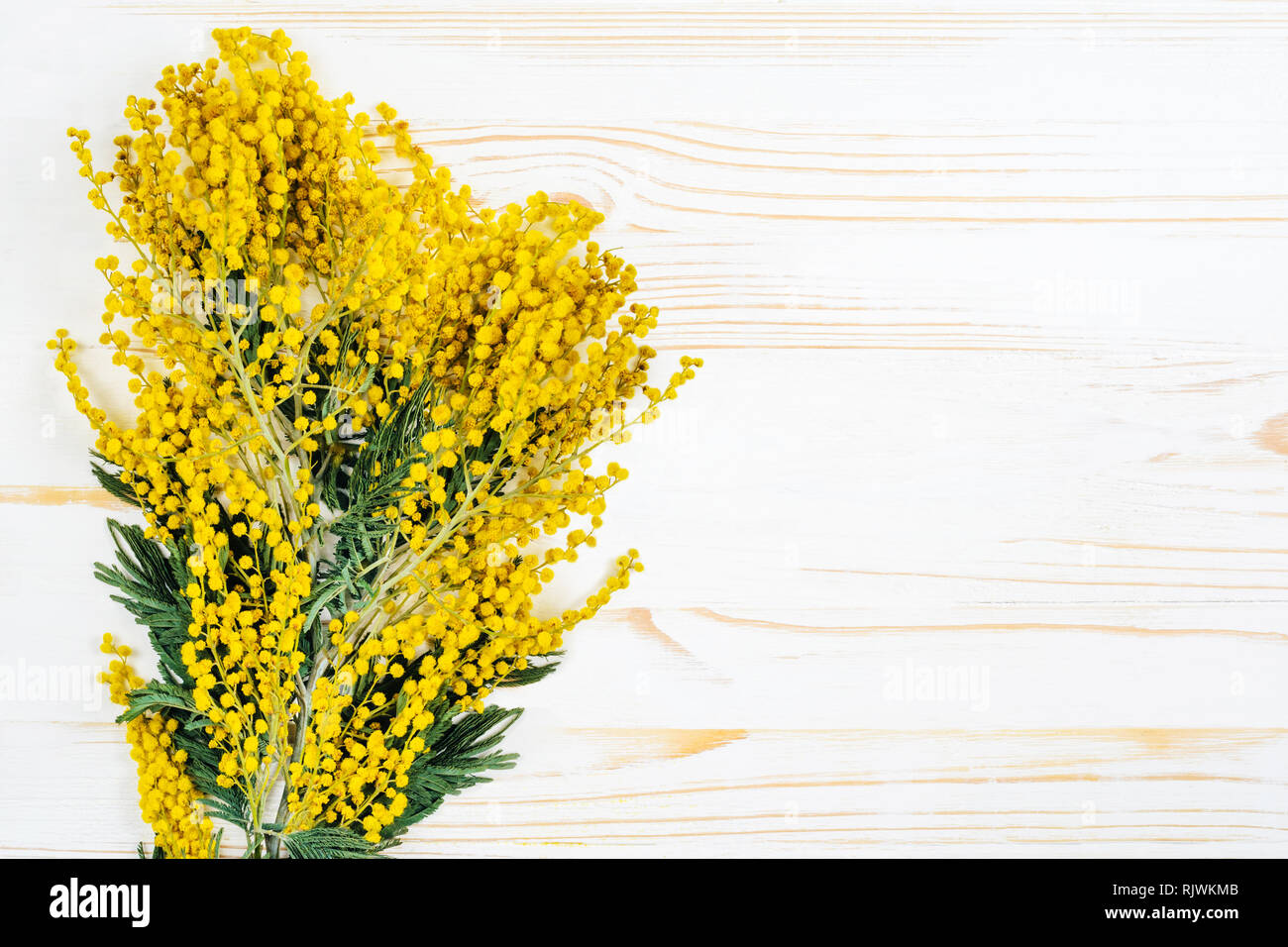 Mimosa Bouquet on White Wood Table. Empty space for text. Layout Blank Backdrop for Advertising Stock Photo