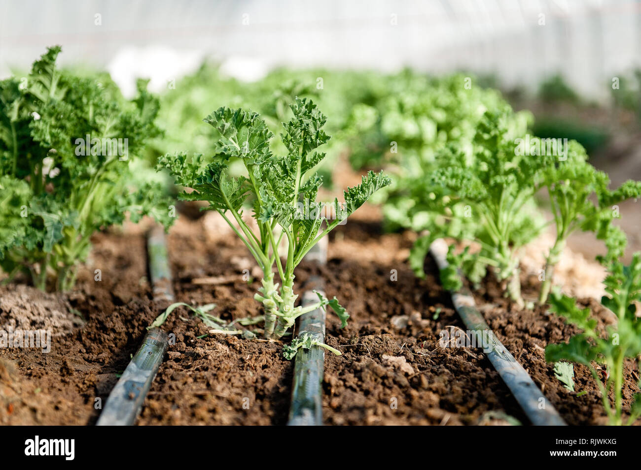 A side view of curly kale plants that have been cultivated and harvested. Stock Photo