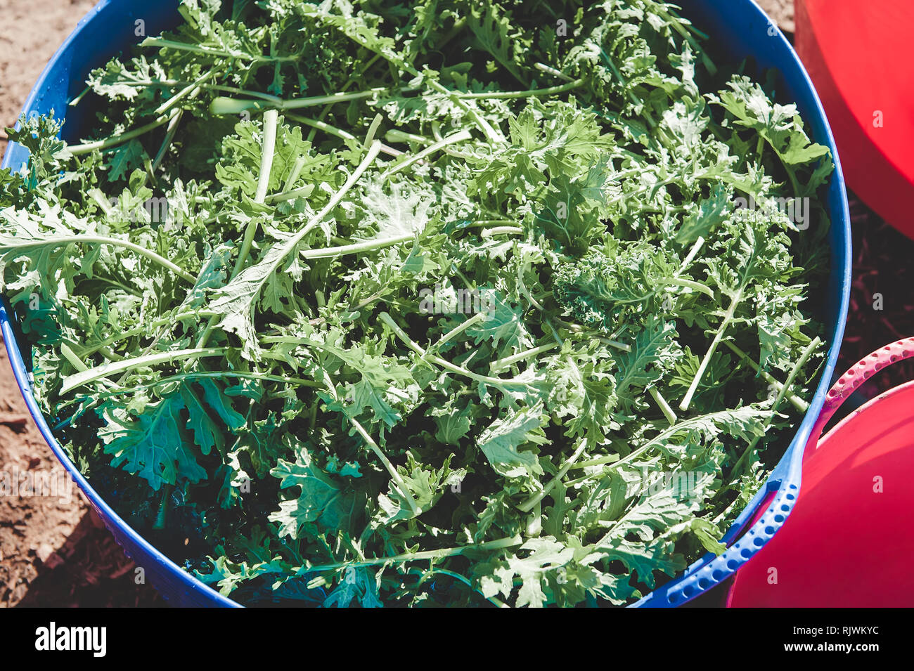A large blue bucket filled with freshly harvested kale. Stock Photo