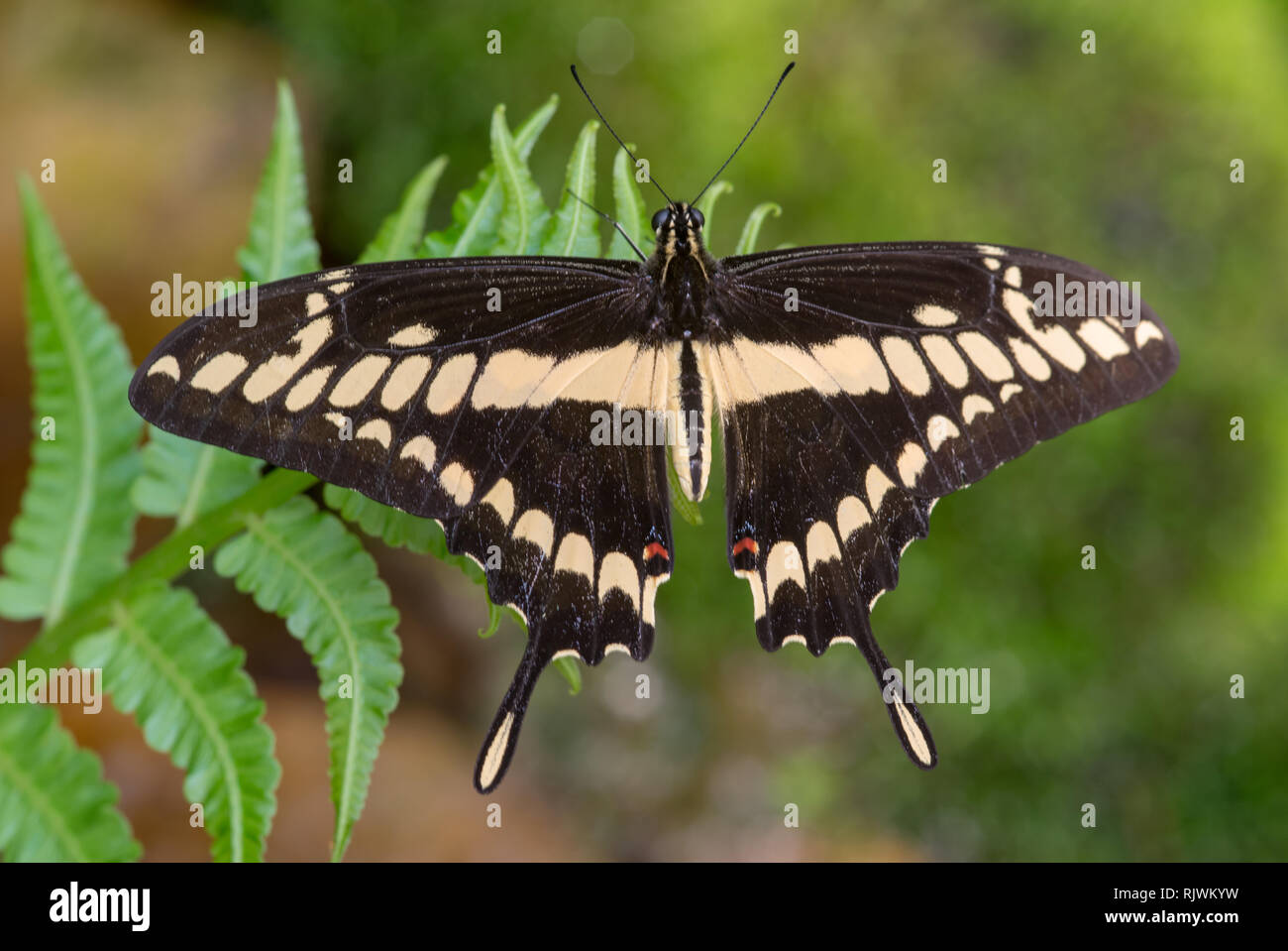 A Thoas Swallowtail (Papilio thoas) butterfly near Mindo in Ecuador Stock Photo