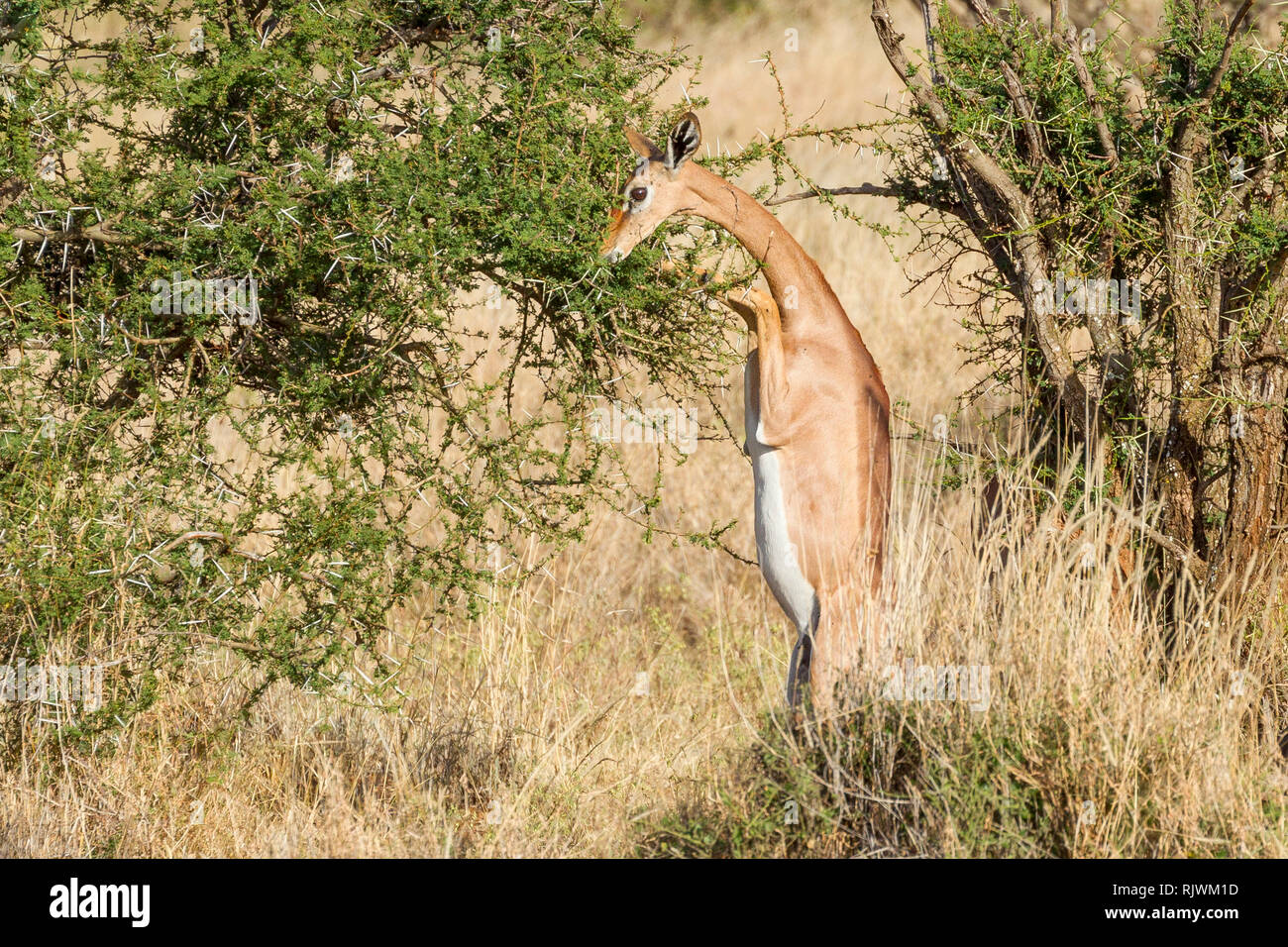 a-single-female-gerenuk-or-giraffe-gazel