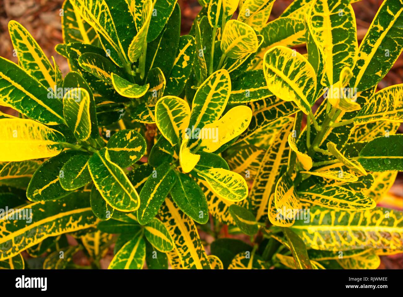 Green and yellow croton plant (codiaeum variegatum) in a tropical backyard in Queensland Australia. Stock Photo