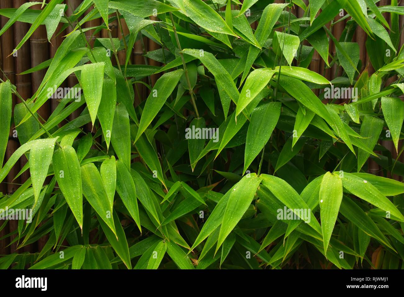 Tiger grass plant used for screening in a tropical backyard Stock Photo