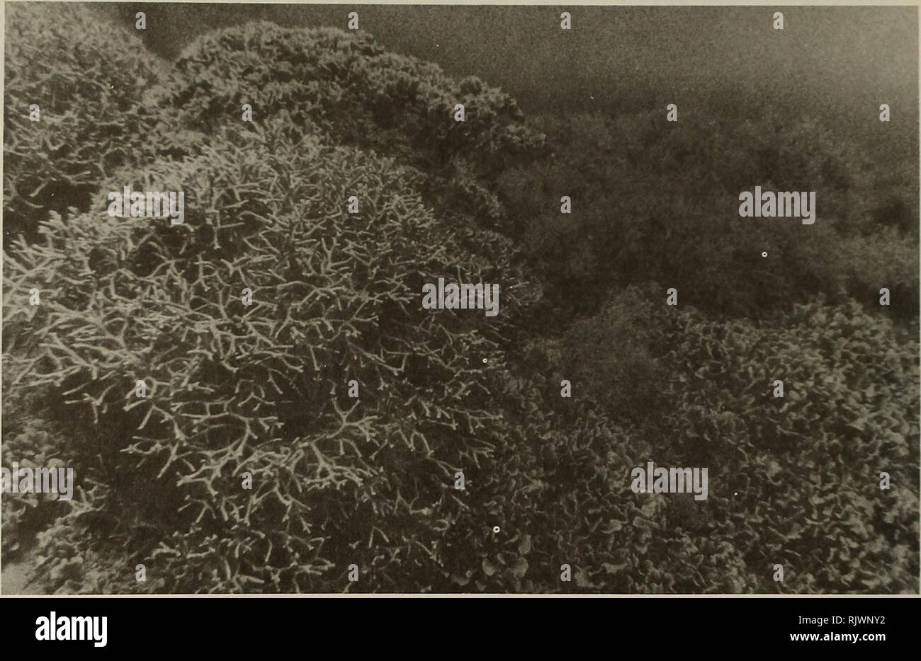 . Atoll research bulletin. Coral reefs and islands; Marine biology; Marine sciences. 276. Fig.57 Pente des vasques et lagons enclaves: Peuplement a M-ilZepora intvicatas Coelogorgia palmosa3 Pavona sp. Profondeur 5 m.. Please note that these images are extracted from scanned page images that may have been digitally enhanced for readability - coloration and appearance of these illustrations may not perfectly resemble the original work.. Smithsonian Institution. Press; National Research Council (U. S. ). Pacific Science Board; Smithsonian Institution; National Museum of Natural History (U. S. ); Stock Photo