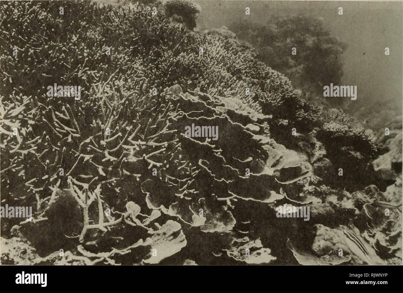 . Atoll research bulletin. Coral reefs and islands; Marine biology; Marine sciences. Fig. 54 Pente interne a Porites somaliensis. Profondeur 6 m.. Fig. 55 Pente interne : Peuplement a Acropora pharaonis3 et Montipova foliosa. Profondeur 2 m.. Please note that these images are extracted from scanned page images that may have been digitally enhanced for readability - coloration and appearance of these illustrations may not perfectly resemble the original work.. Smithsonian Institution. Press; National Research Council (U. S. ). Pacific Science Board; Smithsonian Institution; National Museum of N Stock Photo