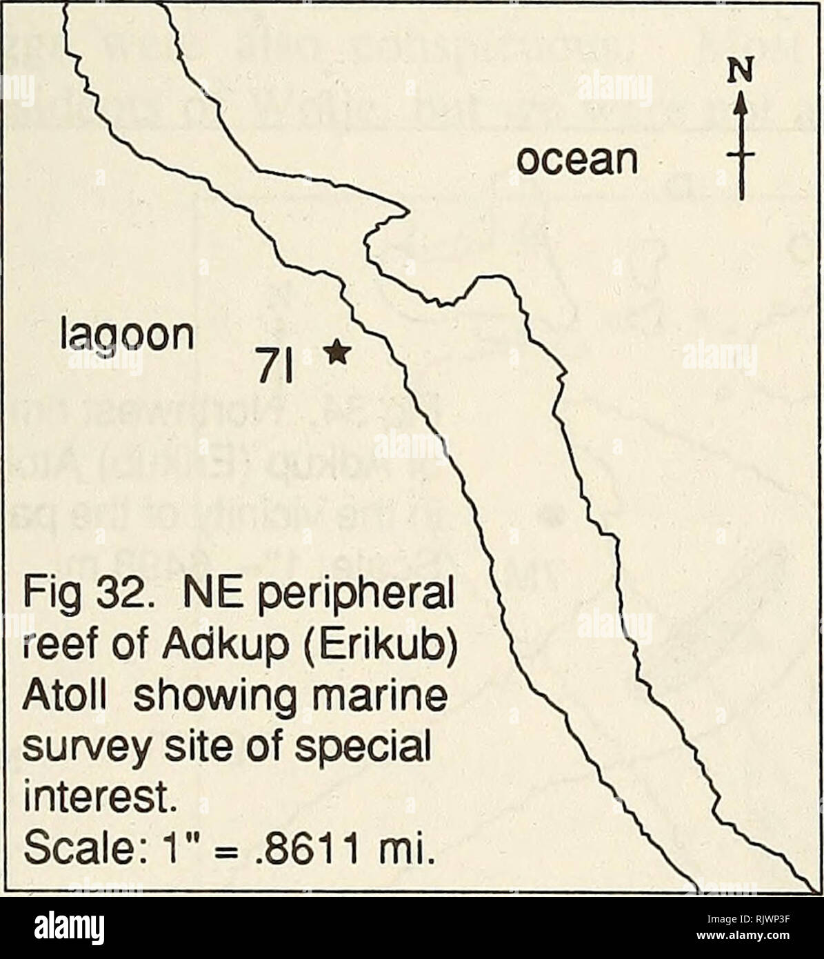 . Atoll research bulletin. Coral reefs and islands; Marine biology; Marine sciences. 61 Pocillopora damicornis, Acropora palifera, Porites spp, and Leptastrea purpurea. Giant clams were abundant in these environments and along the slopes of perimeter reefs, but most were dead and some stacked in piles - clear evidence of unauthorized poaching. Nurse sharks (a harmless species) were also numerous. ADKUP ATOLL (Figures 31-37; A-13, and A-14) Aelon-in Adkup (also referred to as Erikub Atoll) has the form of an ellipse with its long axis (about 27 km long) facing NE and SW (Figure 31). It is the l Stock Photo